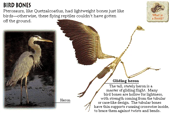 Bird Bones