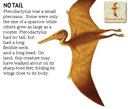 No Tail