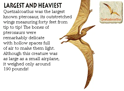 Largest and Heaviest