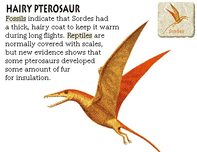 Hairy Pterosaur