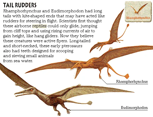Tail Rudders