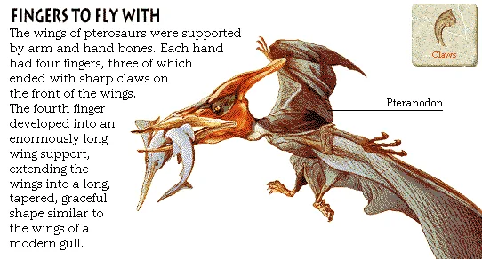 Fingers to Fly With