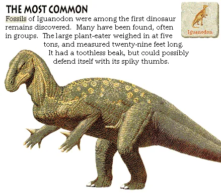 The Most Common