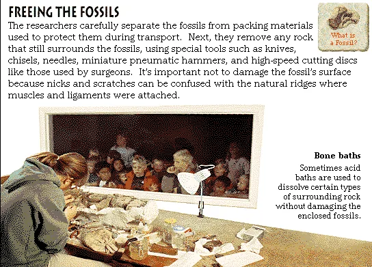 Freeing the Fossils