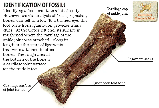 Identification of Fossils
