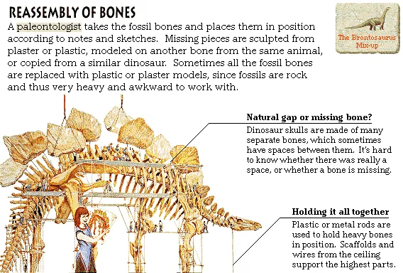 Reassembly of Bones