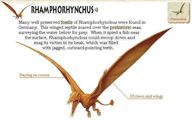 Rhamphorhynchus