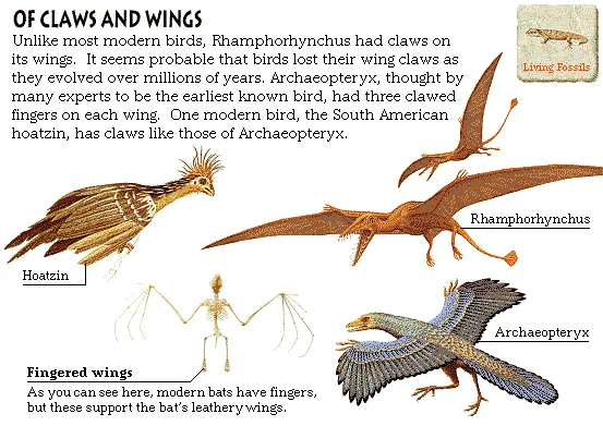 Of Claws and Wings