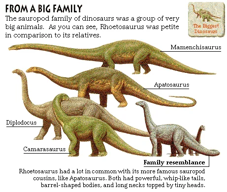 From a Big Family