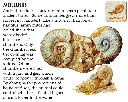 Mollusks