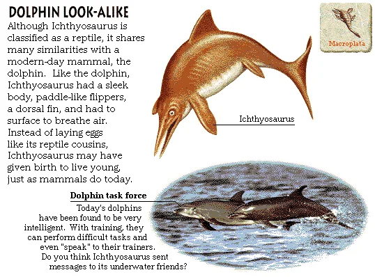 Dolphin Look-Alike