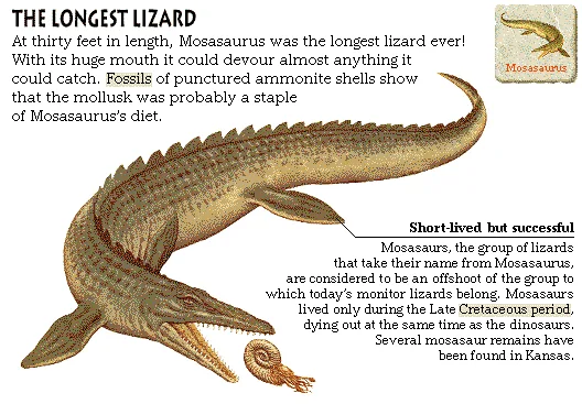 The Longest Lizard