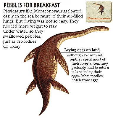 Pebbles for Breakfast