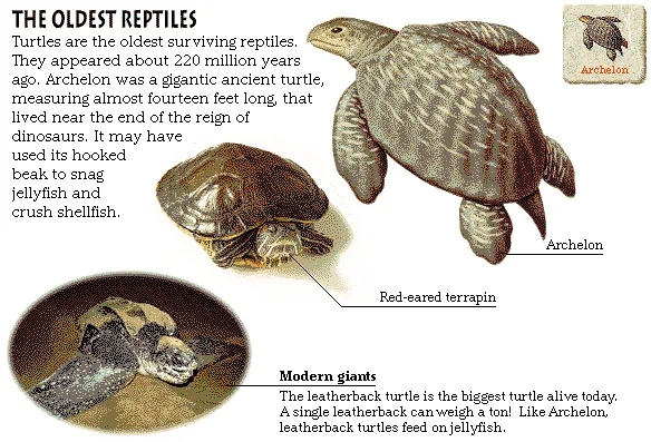 The Oldest Reptiles