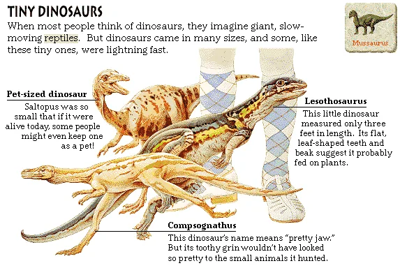Tiny Dinosaurs
