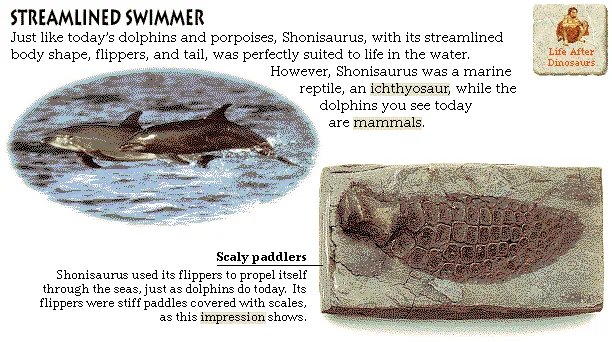 Streamlined Swimmer