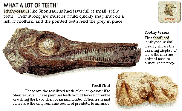 What a Lot of Teeth!