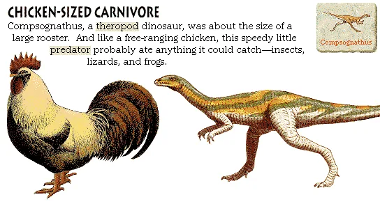 Chicken-Sized Carnivore