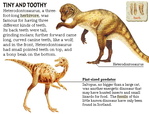 Tiny and Toothy