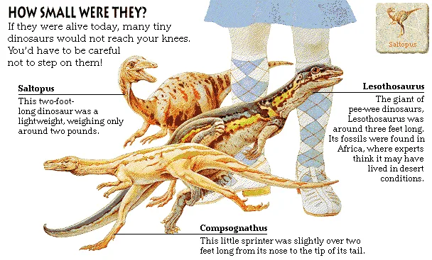 How Small Were They?