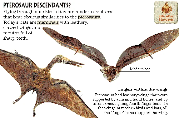 Pterosaur Descendants?