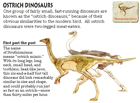 Ostrich Dinosaurs