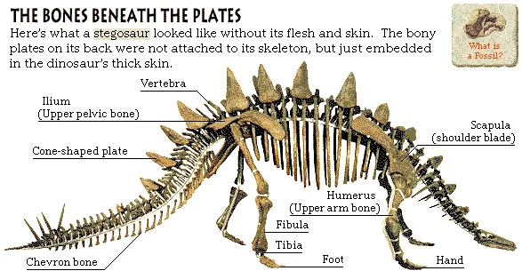 The Bones Beneath the Plates