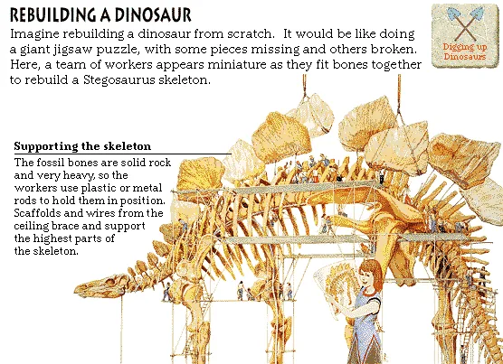 Rebuilding a Dinosaur