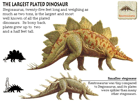 The Largest Plated Dinosaur