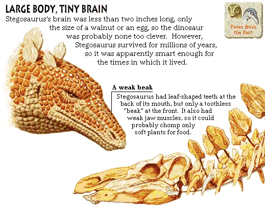 Large Body, Tiny Brain