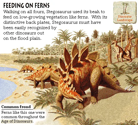 Feeding on Ferns