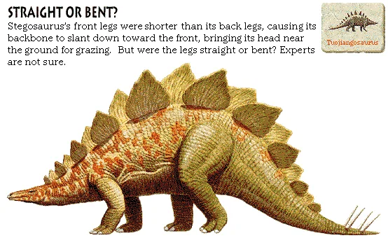 Straight or Bent?
