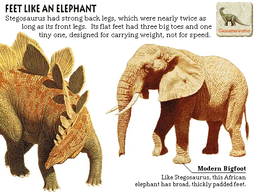 Feet Like an Elephant