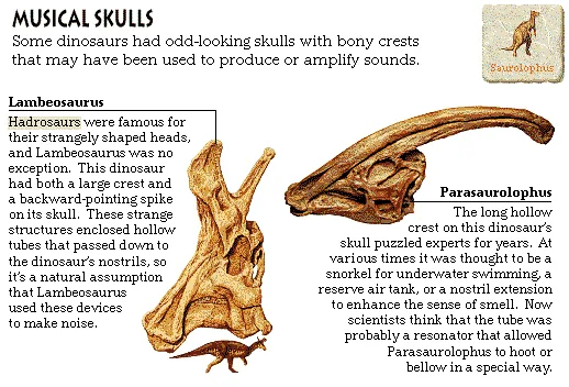 Musical Skulls