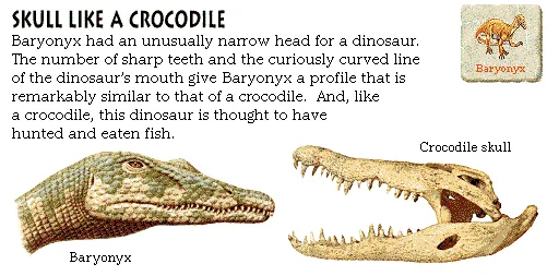 Skull Like a Crocodile