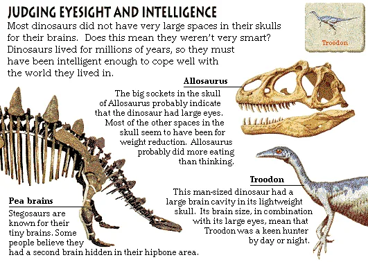 Judging Eyesight and Intelligence