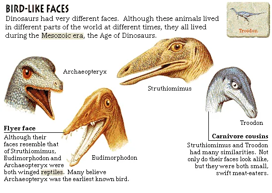Bird-Like Faces