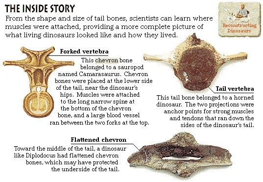The Inside Story