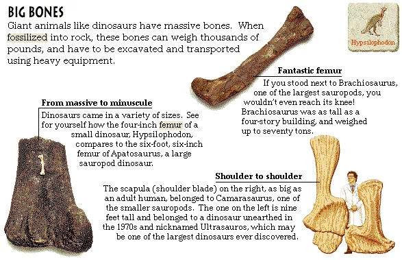 Big Bones