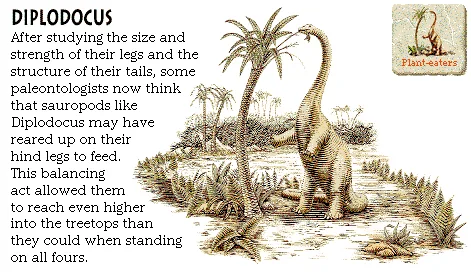 Diplodocus
