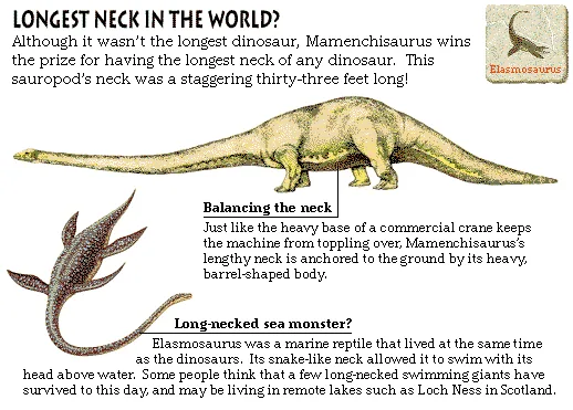 Longest Neck in the World?