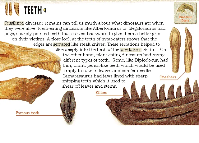 Teeth