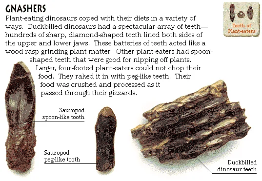 Gnashers