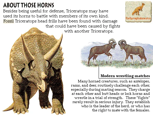 About Those Horns