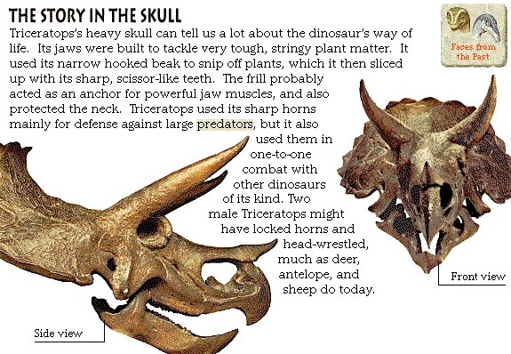The Story in the Skull