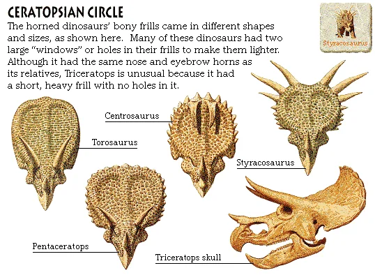 Ceratopsian Circle