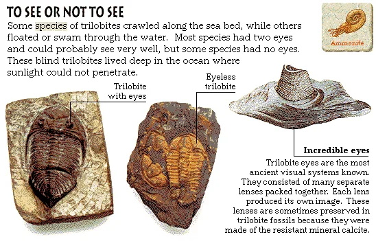 To See or Not to See