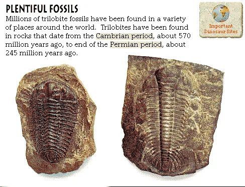 Plentiful Fossils