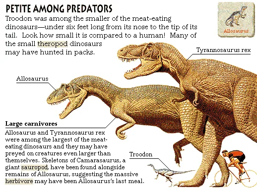 Petite Among Predators