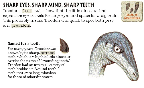 Sharp Eyes, Sharp Mind, Sharp Teeth